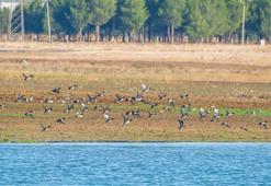 Kuzey Avrupa’dan Diyarbakır’a kuş göçü; ilkbahara kadar kalacaklar