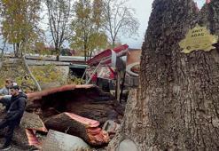 Tarihi handaki 250 yıllık çınar ağacı, lodos nedeniyle devrildi