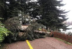 Devrilen ağaçlar nedeniyle ziyarete kapatılan Gölcük Tabiat Parkı açıldı