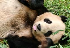 İngiltere, 12 yıl önce Çin’den gelen pandalara veda ediyor