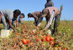Emine Erdoğan'dan 'Ayaş domatesi' paylaşımı