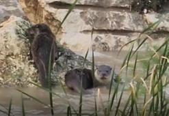 Nesli tehlikedeki su samurları Kirmasti Deresi'nde görüldü