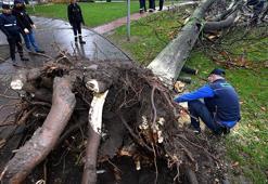 Lodosta devrilen asırlık çınarlar ihtiyaç sahiplerine yakacak oldu