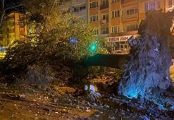 İnegöl'de lodos nedeniyle asırlık çınarlar, caddeye devrildi