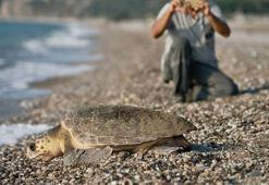 153 bin yavru caretta caretta denizle buluştu