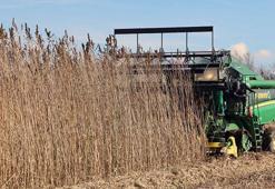 FAO Direktörü Dongyu: Gıda için yatırım yapmak, büyük kazançlar sağlayacak