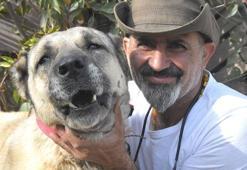 Kangal köpekleri dünyada safkan ırk olarak kabul görmüyor; gen haritasının çıkarılması gerek