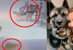 Haki'yi tekmeyle öldüren sanık 'ağızlığı yoktu'; köpeğin sahibi 'Yasaklı ırklardan değil'