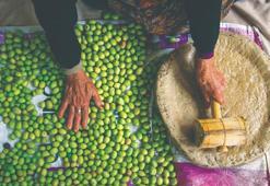 Türkiye'nin geleneksel zeytin yetiştiriciliği, UNESCO'ya alındı