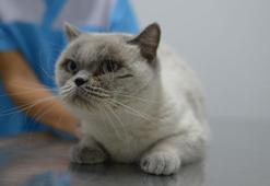 Sokağa terk edilen cins kediler sahiplendirilmeyi bekliyor