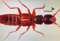 Sivas'ta yeni bir böcek türü keşfedildi; Medon turcicus