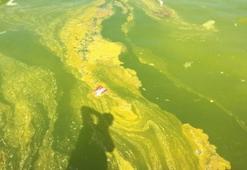 İnci kefaline 'sintine' tehdidi