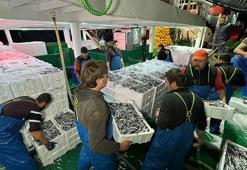 Bartın'da balıkçılar, 300 ton hamsiyle döndü