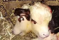 Çift başlı dünyaya gelen buzağı, 1 saat sonra öldü