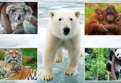 WWF-Türkiye: Yeni yıl hediyesi olarak nesli tehlikedeki türleri evlat edinin