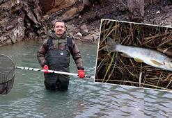 Dr. Akkuş: Kırmızı benekli alabalık bitme noktasında