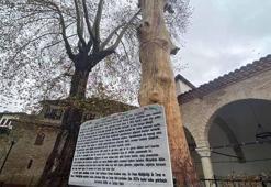 350 yıllık ağaç, heykel oldu