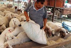 '12’nci Kalkınma Planı, hayvancılığı geliştirecek, mesleği asla bırakmayın'