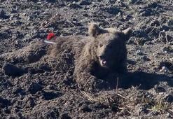 Yaralı bulunan bozayı, bayıltılarak tedaviye götürüldü