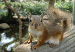 Japonya’daki hayvanat bahçesinde ilaçlama sonrası 31 sincap öldü