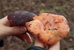 Sarıyer'de "mantar" alarmı: 11 kişi zehirlendi