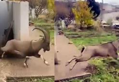 Kazan dairesinde mahsur kalan yaban keçisini binadakiler kurtardı