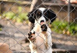 Samsun'da 4 yılda 23 bin sokak hayvanı kısırlaştırıldı, 30 bini tedavi edildi