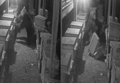Bozayı ve yavrusunun arı kovanlarını parçaladığı anlar kamerada