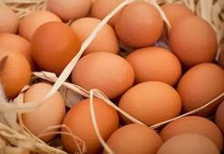 TÜİK: Yumurta üretimi ve inek sütü miktarı arttı