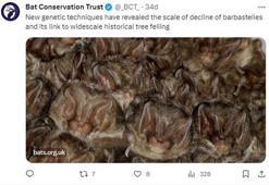 İngiltere’de yarasa popülasyonu yüzde 99 azaldı