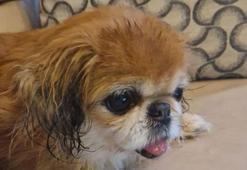 Dublin Havalimanı’na terk edilen küçük köpek sahiplendirildi