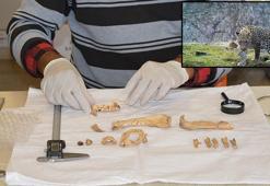 Mardin'de bıçak kesiği olan Anadolu parsı ve yavrusuna ait 1500 yıllık kemikler bulundu