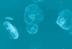 Marmara Denizi'nin sessiz çığlığı denizanaları; asıl stok suyun altında