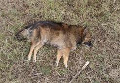 Aydın'da zehirlenen köpek sayısı 30'a çıktı; 3 de ölü tilki bulundu