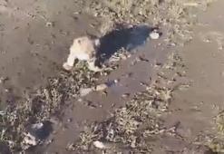 Jandarmanın ihbar üzerine arayıp bulduğu yavru aslan öldü