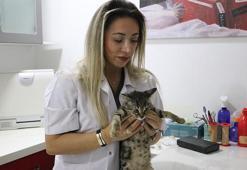 Evcil hayvan alerjisini aşıyla yendi, 20 yıldır kedi-köpek tedavi ediyor