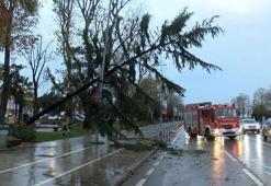 Maltepe'de şiddetli rüzgar nedeniyle ağaç devrildi
