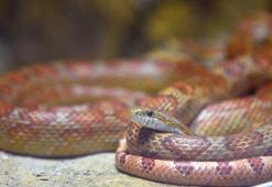 Koruma altındaki 'egzotik' hayvanlara ziyaretçi yoğunluğu