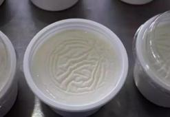 “Fermente besinler, geçirgen bağırsak sendromuna karşı koruyucu özellik gösteriyor”