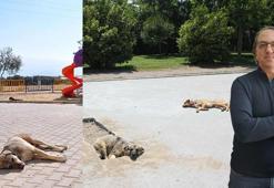 Prof. Dr. Şener: 2030-2040 yıllarında Türkiye'nin nüfusuna eş değer sokak hayvanıyla karşı karşıya kalabiliriz