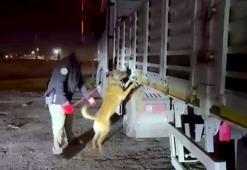 Koyunlar ile kamufle edilen uyuşturucuyu narkotik köpeği 'Hulk' buldu