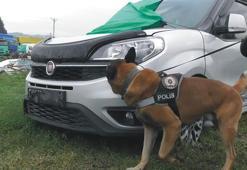 Narkotik köpeği 'Poyraz', kasımın en başarılısı