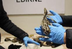 Ticaret Bakanlığı: 33 piton, yolcu treninde ele geçirildi