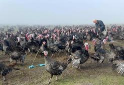 Yılbaşı hindisinin kilosu 350 lira