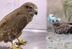 'Yırtıcı kuşlar tehdit altında, kayıtları girmeyin' çağrısı