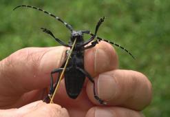 Fındıkta ‘drakula’ böceği popülasyonunda azalma