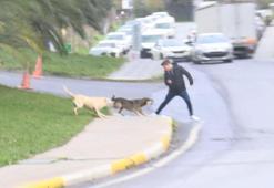 Bağcılar'da başıboş köpekler yoldan geçenlere saldırdı
