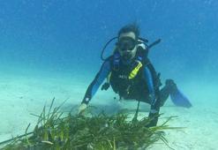 Suyun oksijen kaynağı deniz çayırlarını çoğaltıyorlar