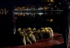 Sarıyer'de kaçak avlanan 1.5 ton midye denize döküldü