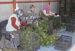 Defne yaprakları, kadınlar için gelir kapısı oldu